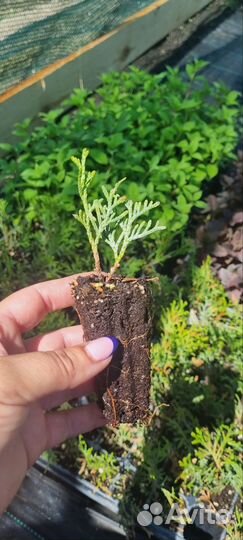 Черенки туи смарагд