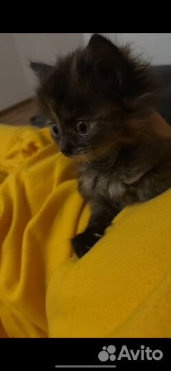 Девочка, черепаховый окрас