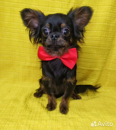 Милашки Чихуашки