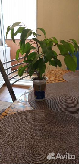 Цветок золотой ус, фикус бенжомин, герань