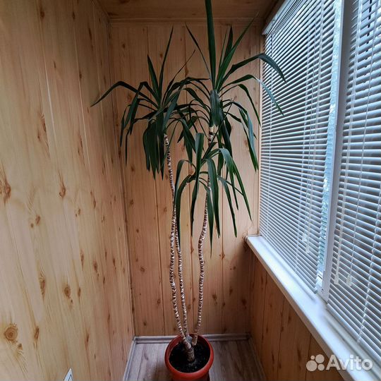 Пальма юкка, высота 2метра