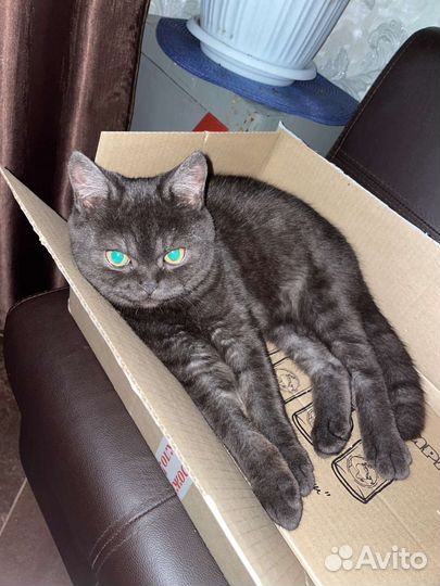 Британский кот - вязка