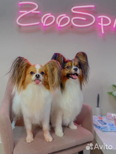 Стрижка собак и кошек