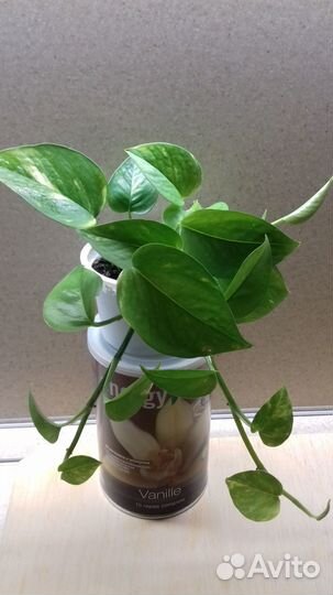 Сциндапсус золотистый эпипремнум