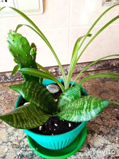 Комнатные растения - цветочная композиция