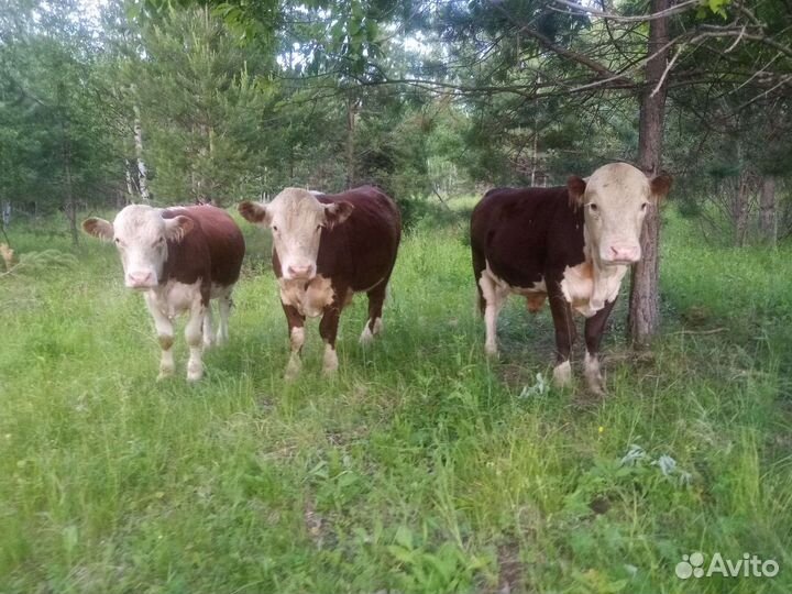 Экологически чистая мраморная говядина (телятина)