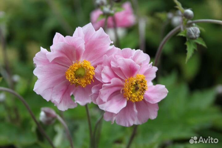 Стефандра, анемона