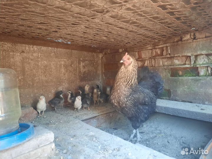Курочки с цыплятами