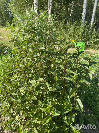 Мята шоколадная, укоренившиеся подрощенные черенки