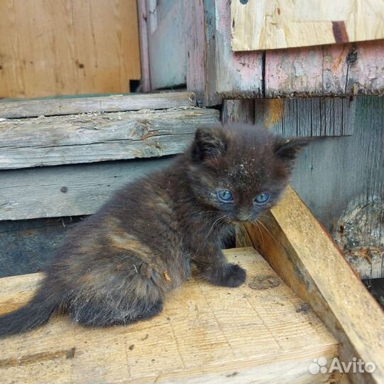 Кошка в дар