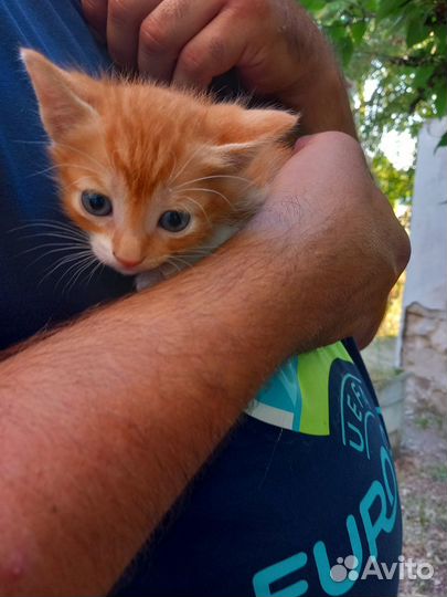 Отдам котят в добрые руки