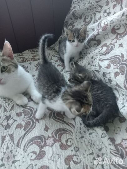 Котята в добрые руки бесплатно