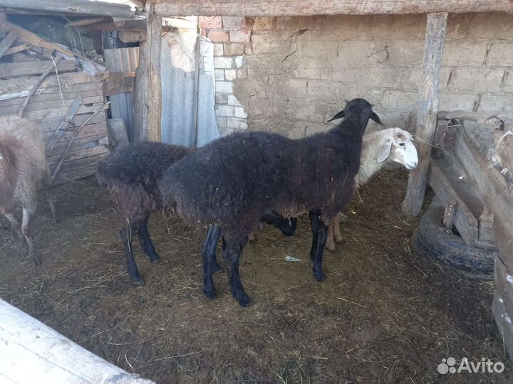 Баран на племя
