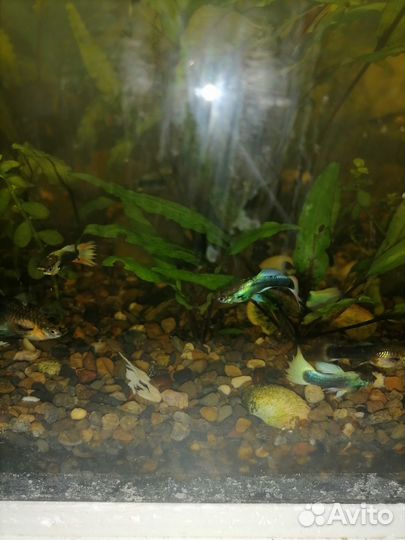 Рыбки гуппи