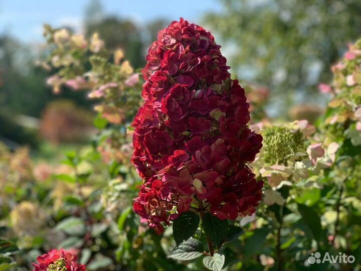 Гортензия Самарская Лидия