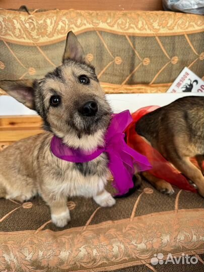 Маленькие собачки