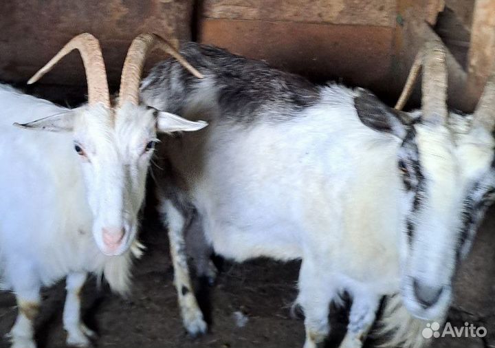 Продам дойных коз и молодых козлят (козочек)