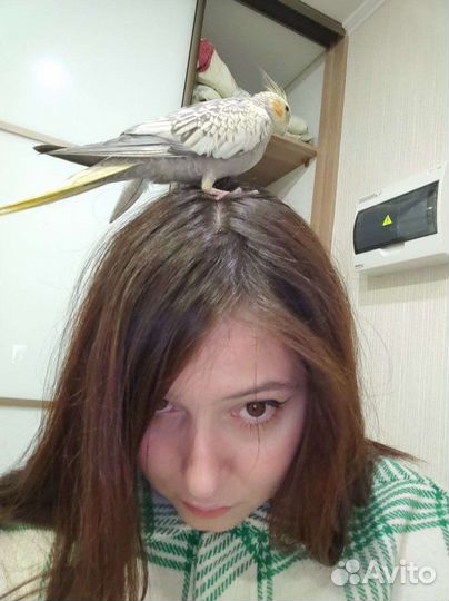 Попугай корелла девочка с клеткой