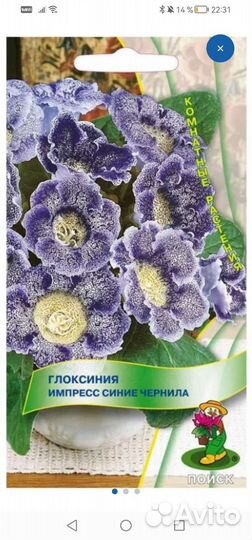 Глоксиния импресс синие чернила