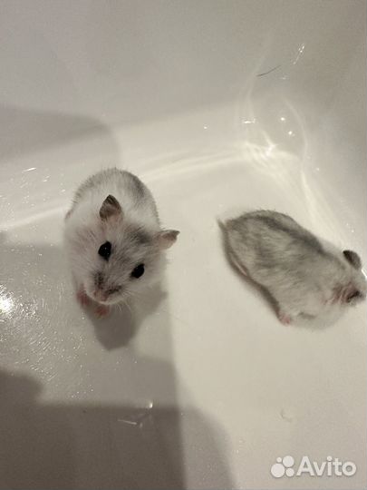 Джунгарский хомяк бесплатно