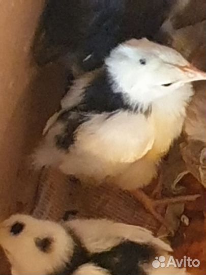 Цыплята мясояичной породы