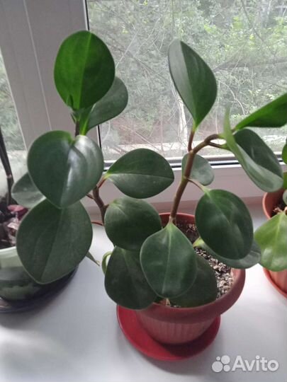 Комнатные цветы