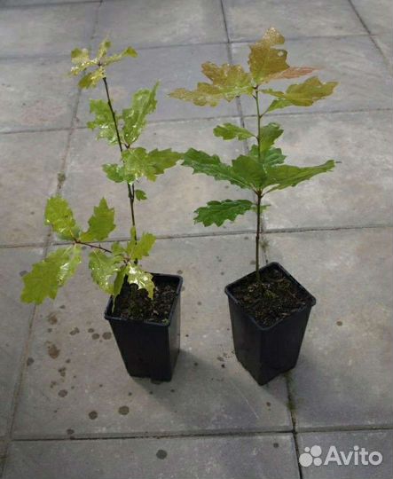 Дуб саженцы, сеянцы, черешчатый