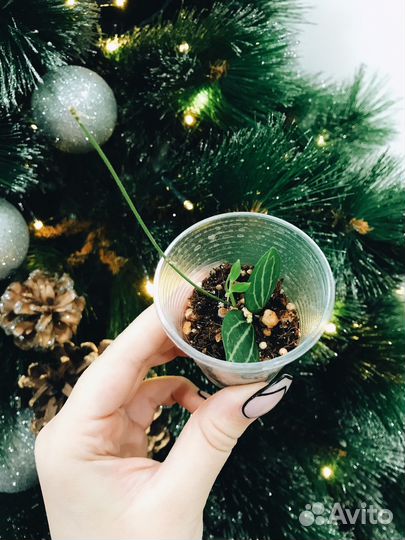 Хойи, Дисхидии