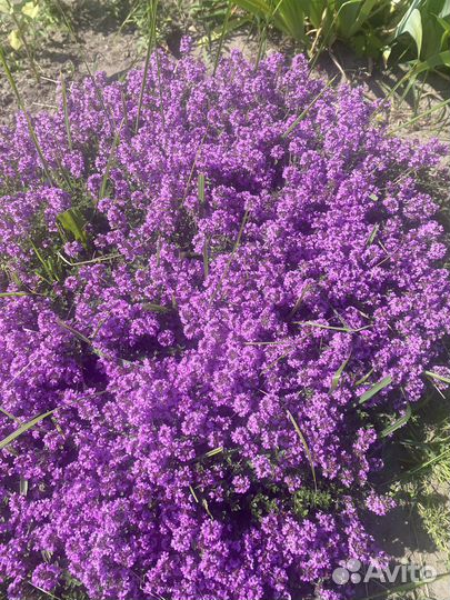 Тимьян Медок (чабрец)