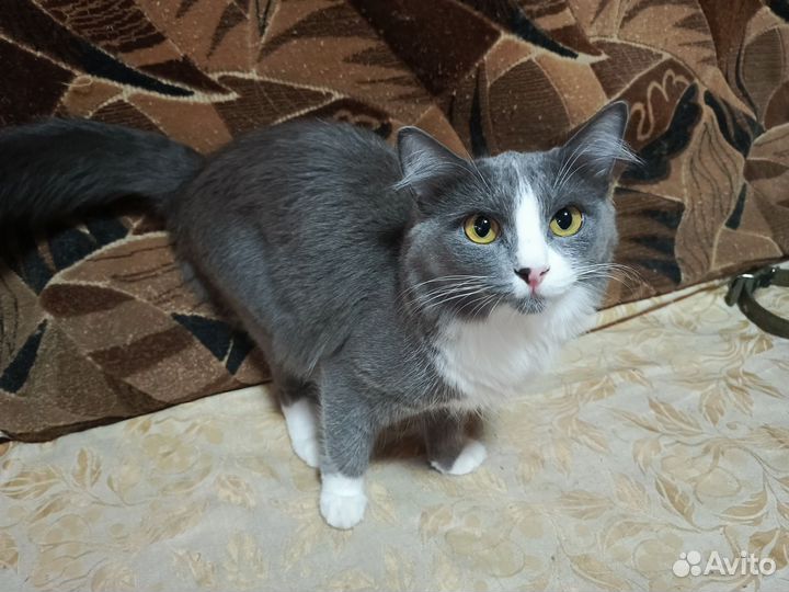 Британская кошка