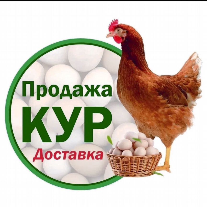 Куры несушки