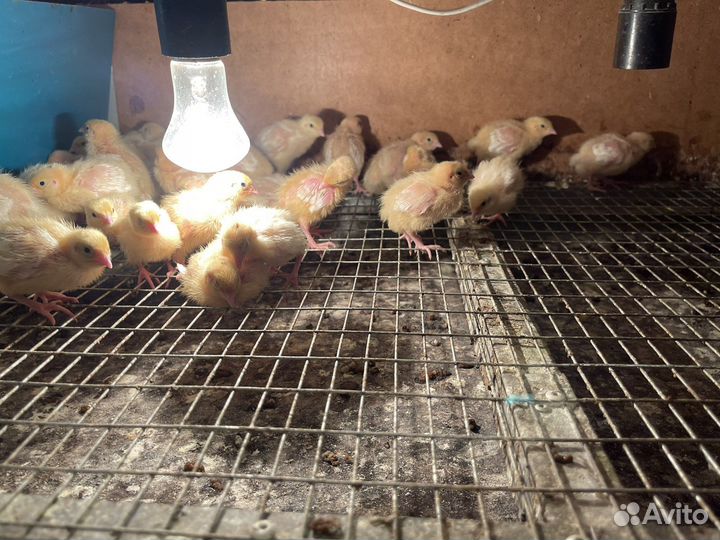 Перепела Техасский перепел