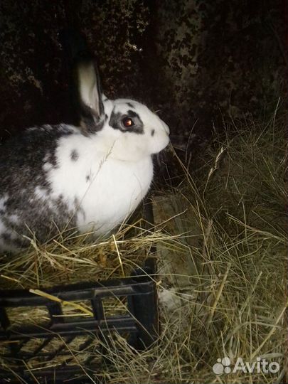 Кролики бабочка