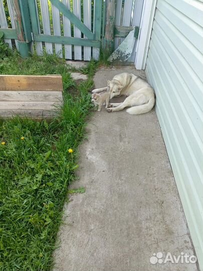 Щенки маламута