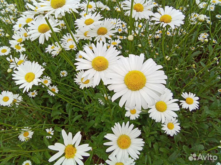 Ромашка садовая