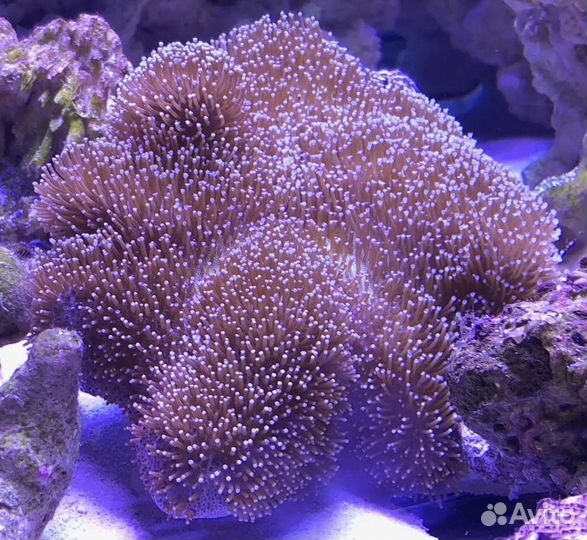 Морские кораллы мягкие