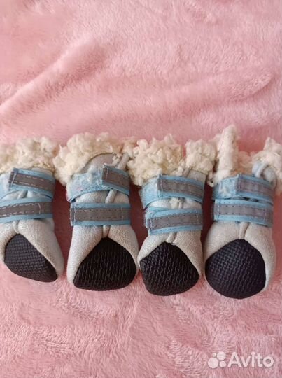 Одежда для собак