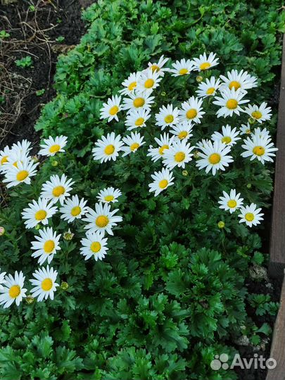 Дидрантема альпийская