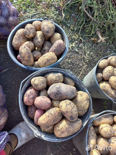 Продам картофель