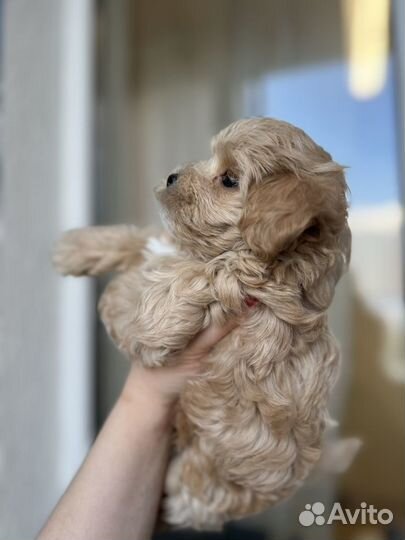 Maltipoo f1