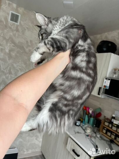 Мейн-кун