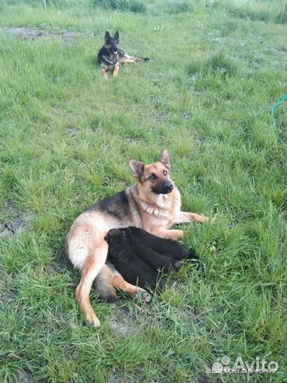 Щенки немецкой овчарки