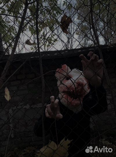 Фурсьют медведя-волка, фурри, Хэллоуин