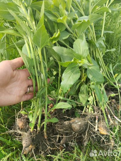 Топинамбур на посадку