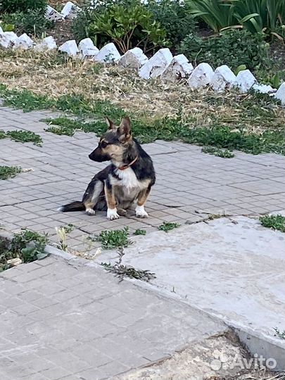 Собака -улыбака ищет дом