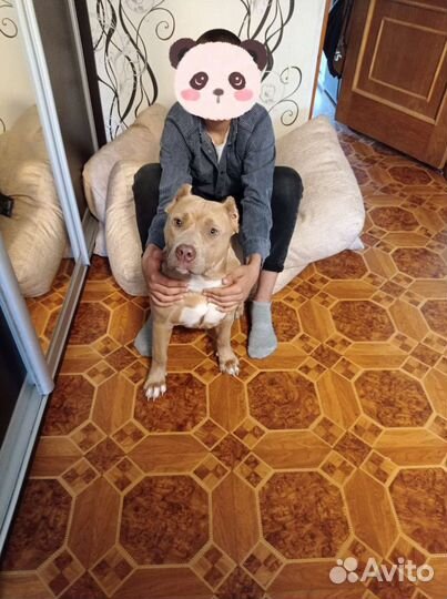 Американский булли xl