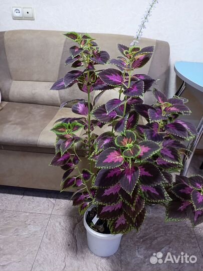 Комнатные растения