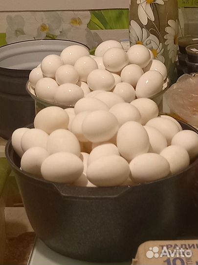 Куры несушки