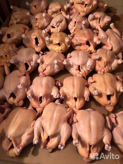 Куры бройлеры