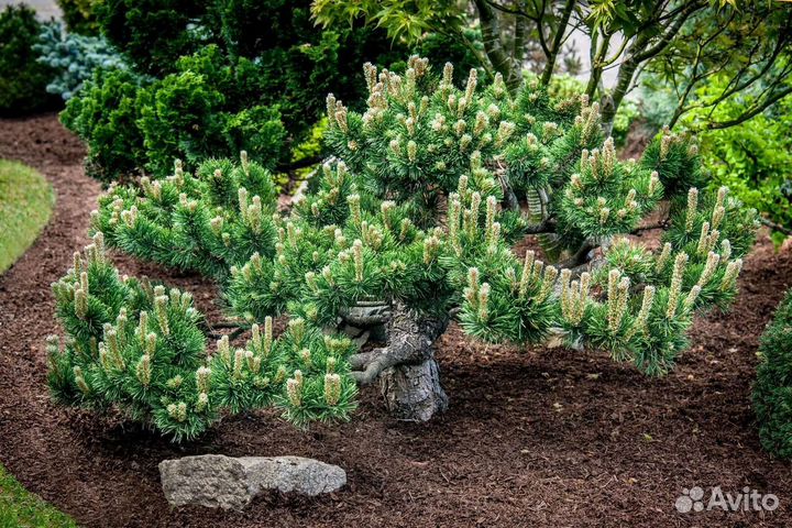 Сосна горная якобсен pinus mugo jakobsen